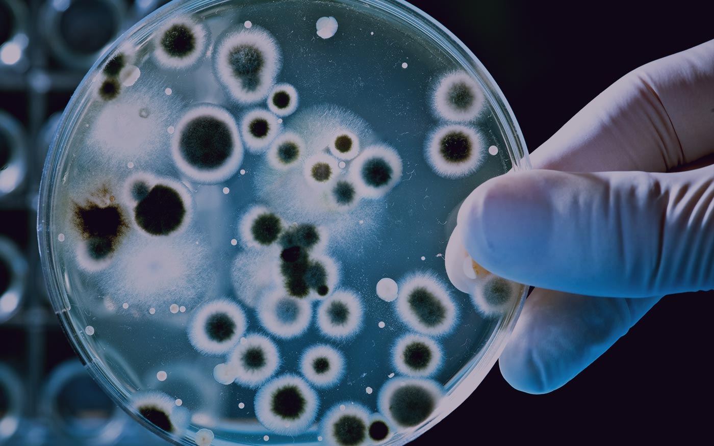 American Society for Microbiology | Strategy, User Experience, Design, Development